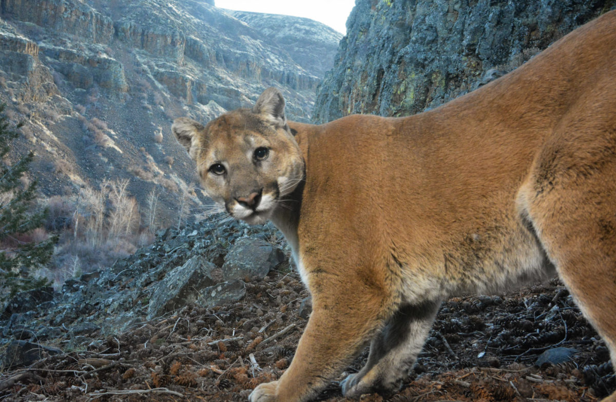 Colorado legislators introduce S.B. 31, a bill to protect mountain lions, bobcats and Canada lynx from hunting