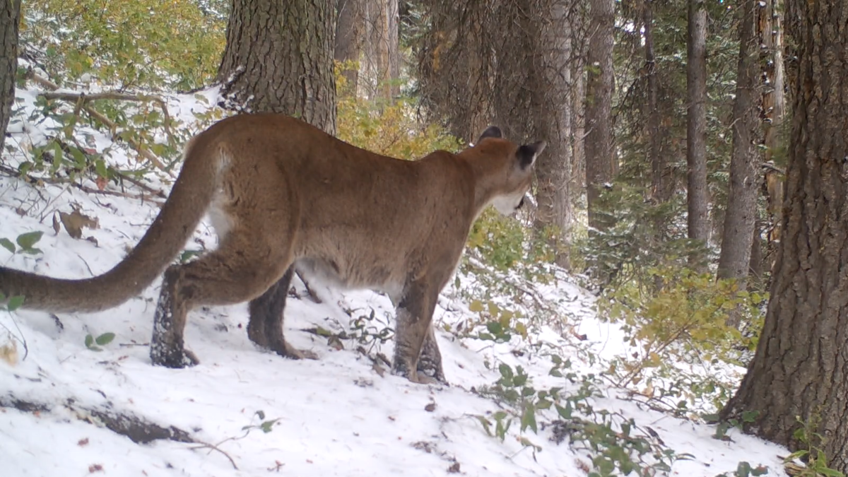 Utah Wildlife Board votes 4-3 to ban trail cameras for most hunting purposes, shortens the seasonal timeframe of the ban to give more opportunity to mountain lion hunters, and removes some protections for collared lions.