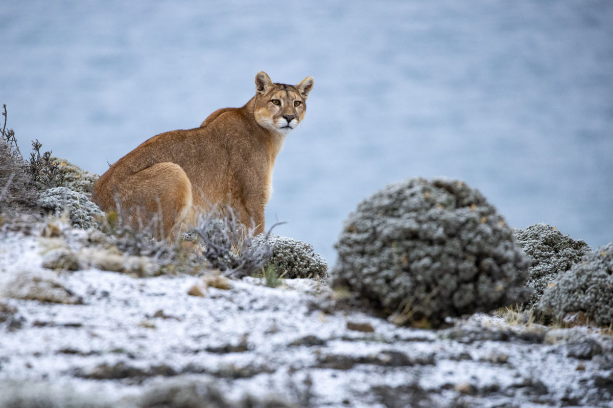 Colorado Senate Considers Ending Cougar Hunting