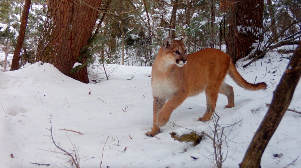 A mountain lion in the snow