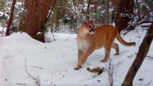 A mountain lion in the snow