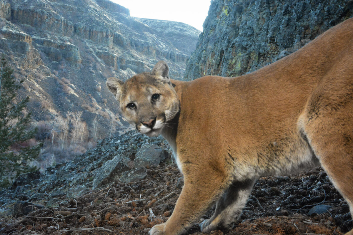 A cougar at a camera trap. By Dylan Collins.