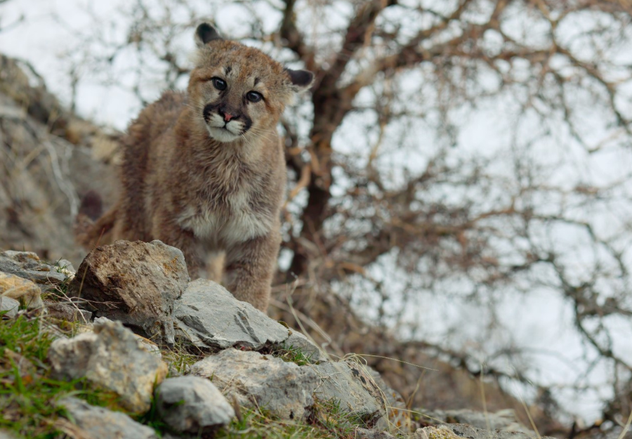 A cougar cub in Utah, courtesy of Fin & Fur Films.