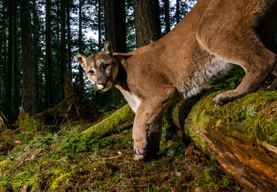 Cougar on a mossy log