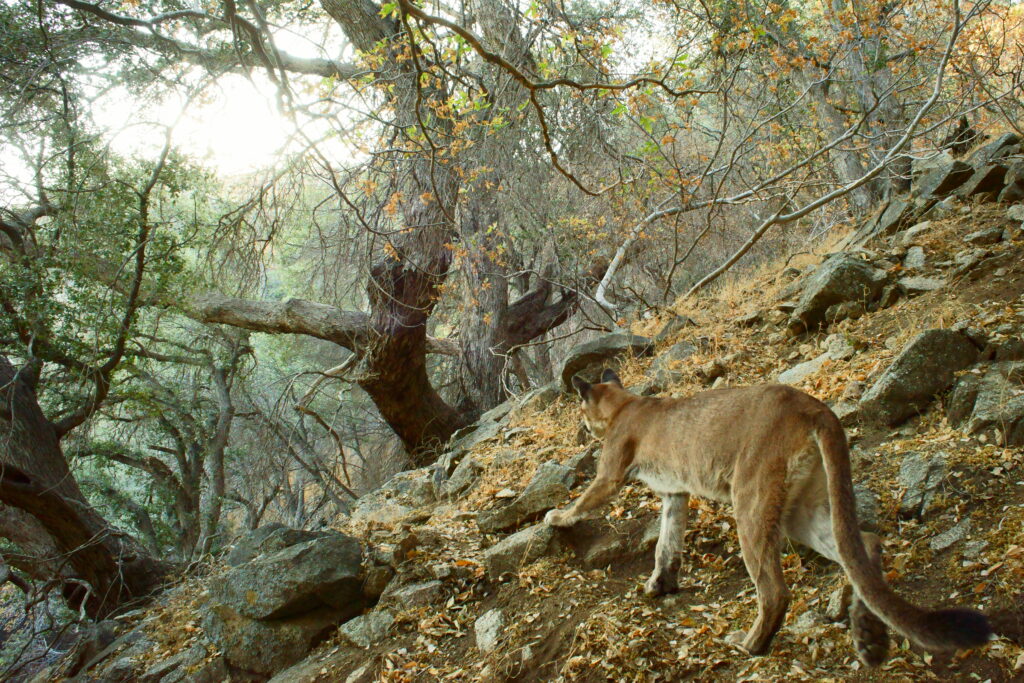 A lion walks away from a trail camera in northern California. 