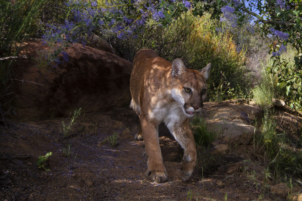 A mountain lion in California. 