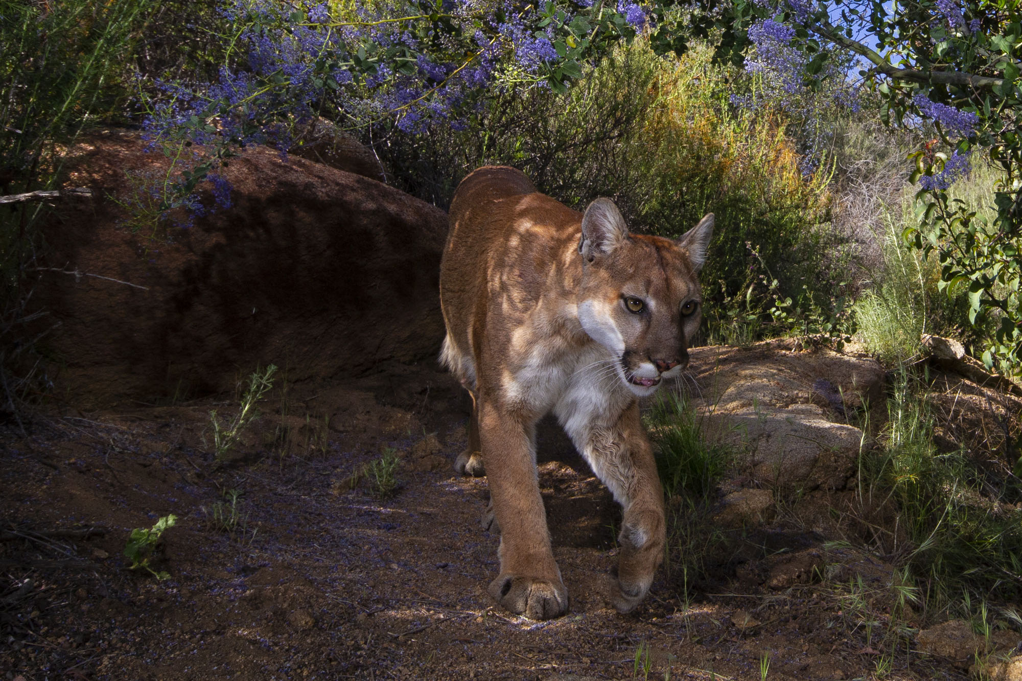 How many mountain lions are in California? - Mountain Lion Foundation
