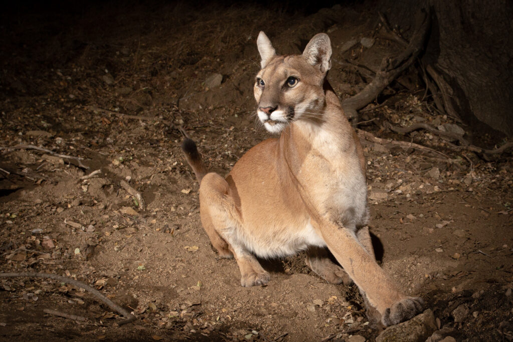 A mountain lion at night in California.
