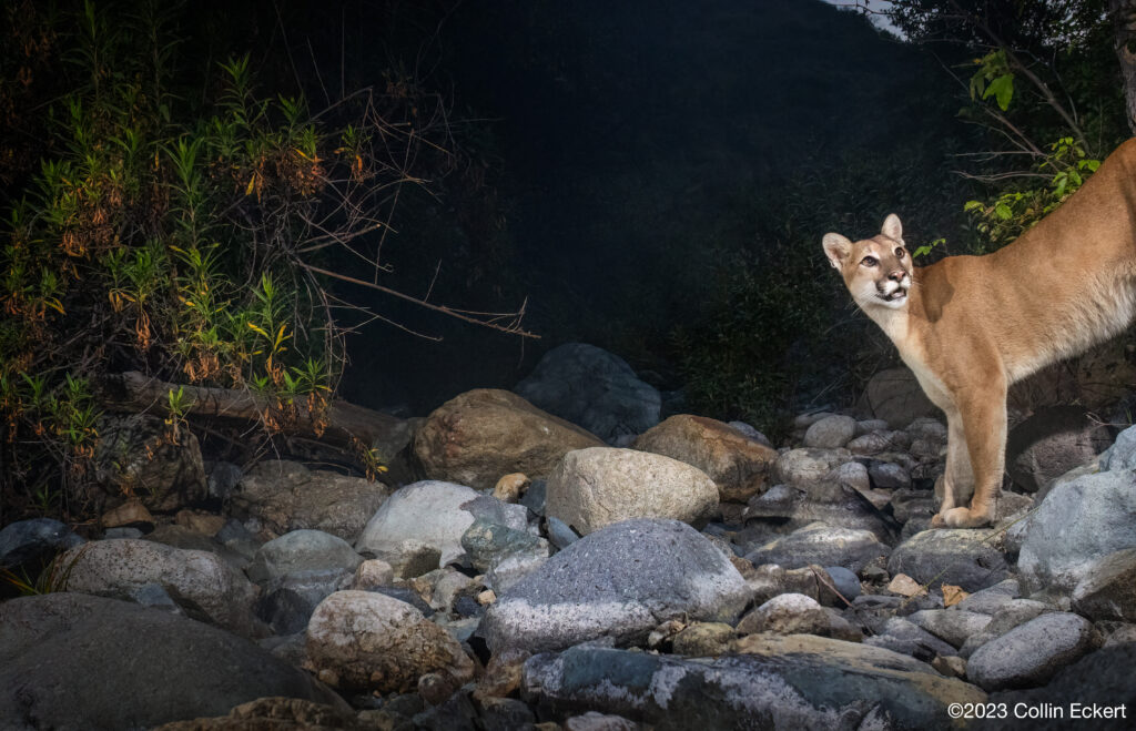 Cougar in the Santa Ana Mountains in southern California