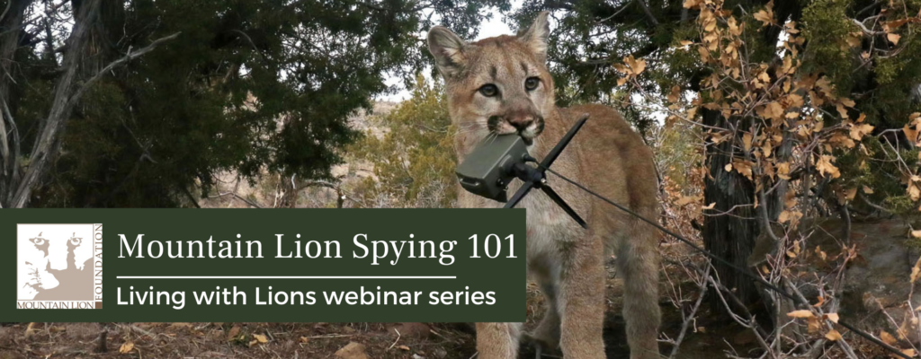 Living With Lions Webinar Series 2024 Mountain Lion Foundation   April 17 2024 Mountain Lion Spying 101 1024x400 