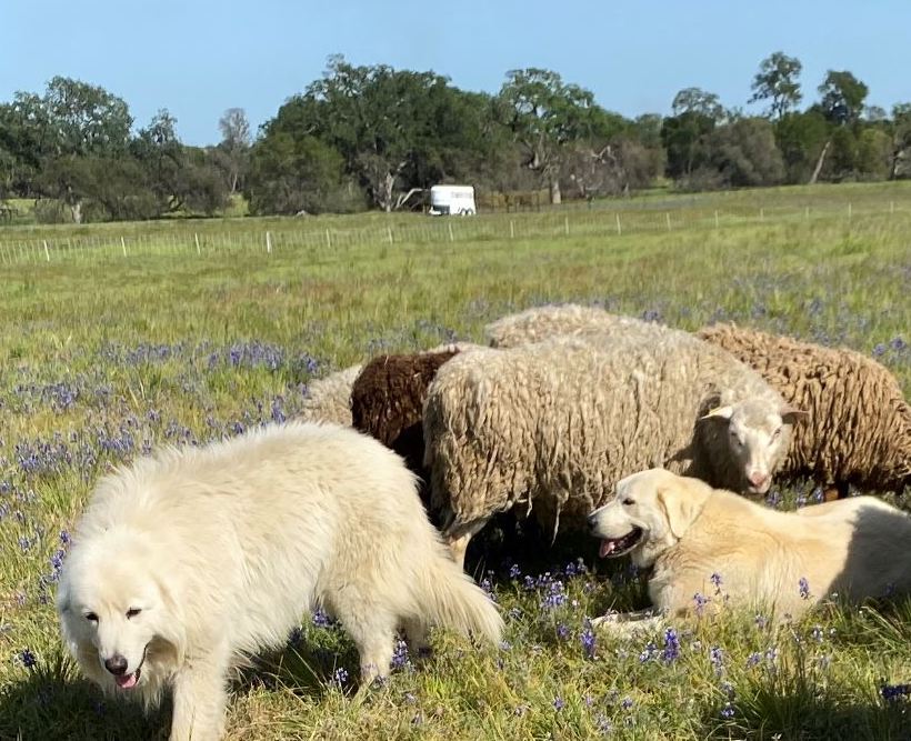Livestock guardian dogs and cheep