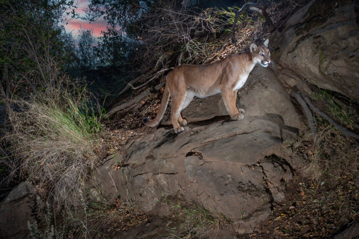 Will new rules for our National Wildlife Refuges help mountain lions?