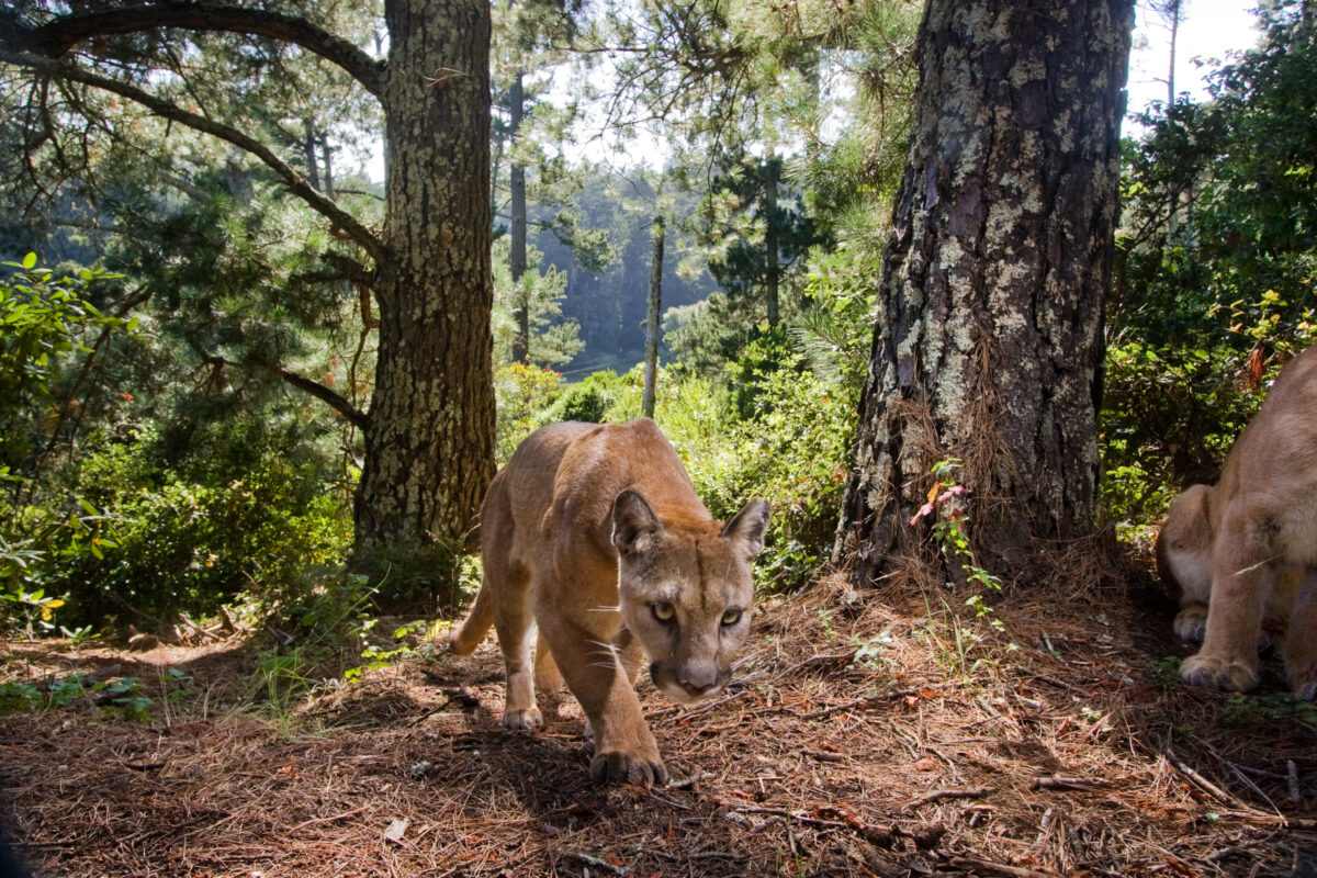 Risk and Recreation: What we know about mountain lion attacks in North America