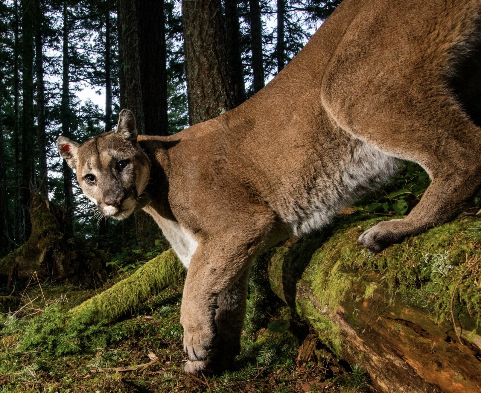 Adoption Science Press Release: WA wildlife officials adopt science-based reforms to ...