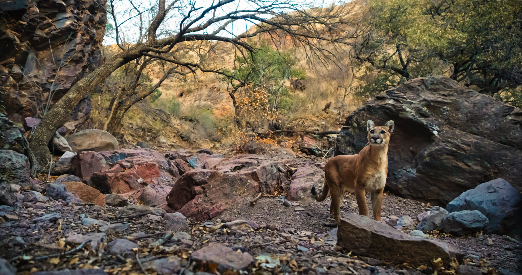 One small step for mountain lion protection in Texas Mountain Lion