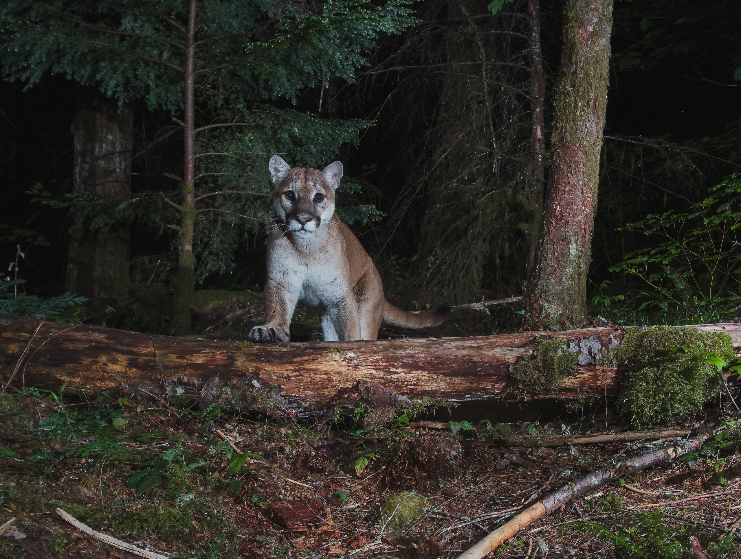 A Washington mountain lion looks at the camera while crossing a log in the forest