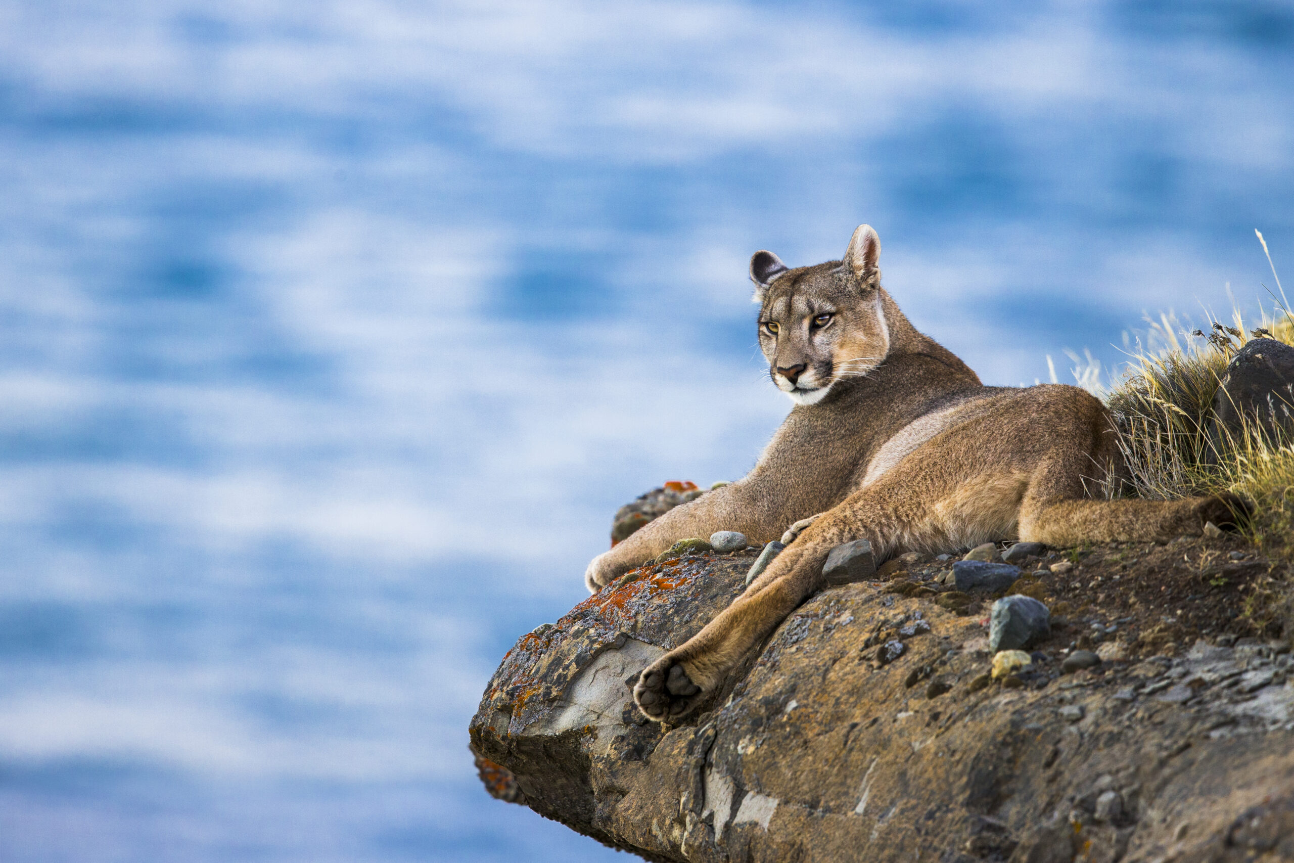 A mother lion rests on a rock in Patagonia