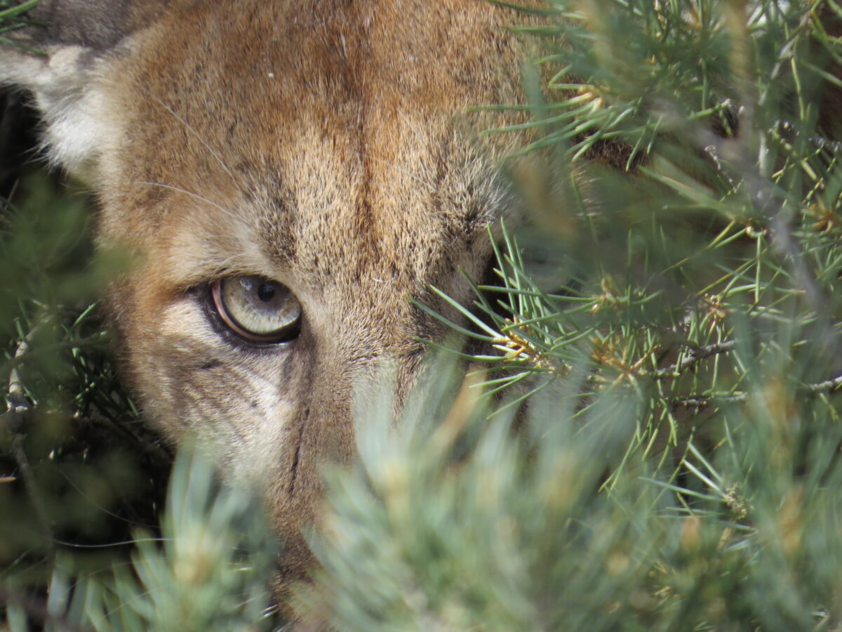 Nevada Wildlife Commission Votes against Mountain Lions