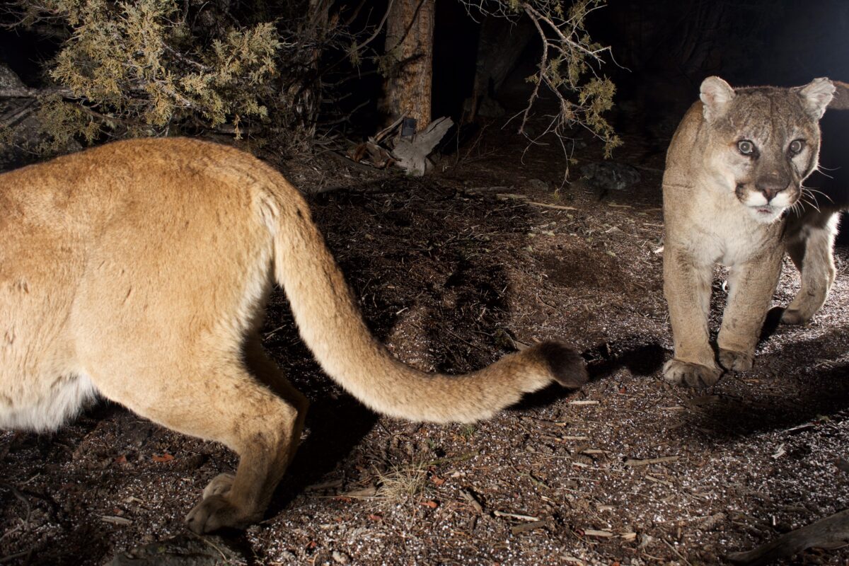 A Victory for Mountain Lions in Wyoming