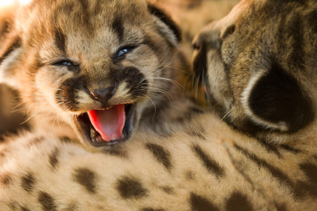 California: Join us in Sacramento April 22 to speak out for mountain lions