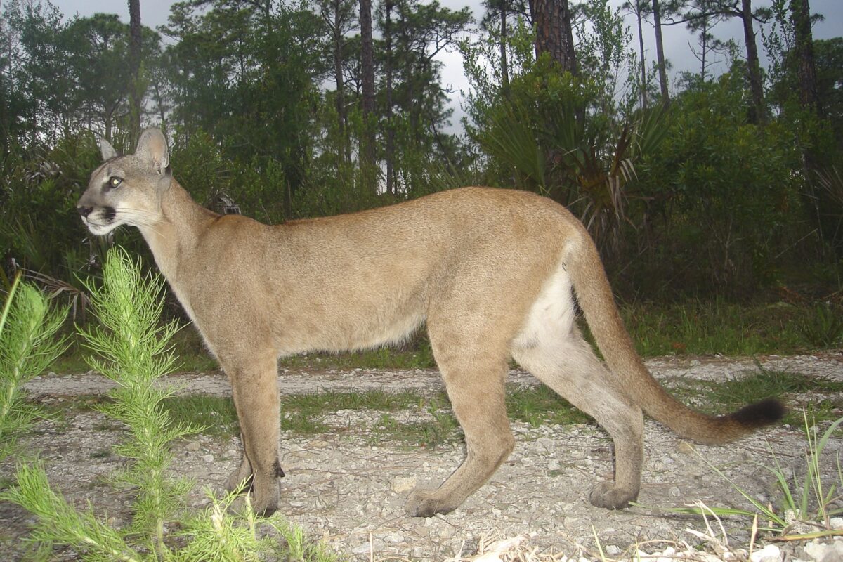 Mountain lions and the first 100 days of the Trump Administration 