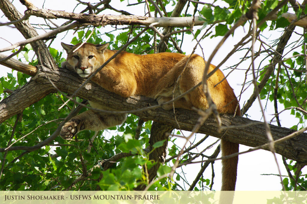 Mountain Lion on a limb in a tree facing the camera.