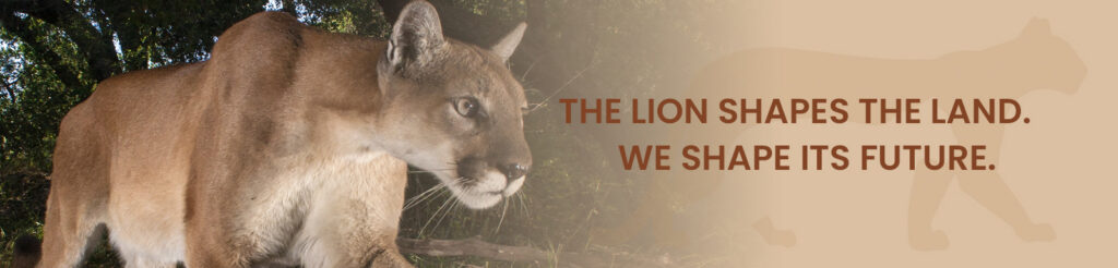 Mountain Lion and "The Lion Shapes the Land. We Shape its Future." graphic image