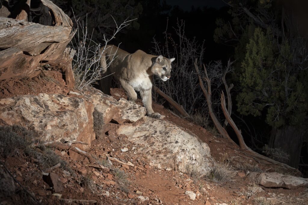 Lion coming from behind mountain rocks at night