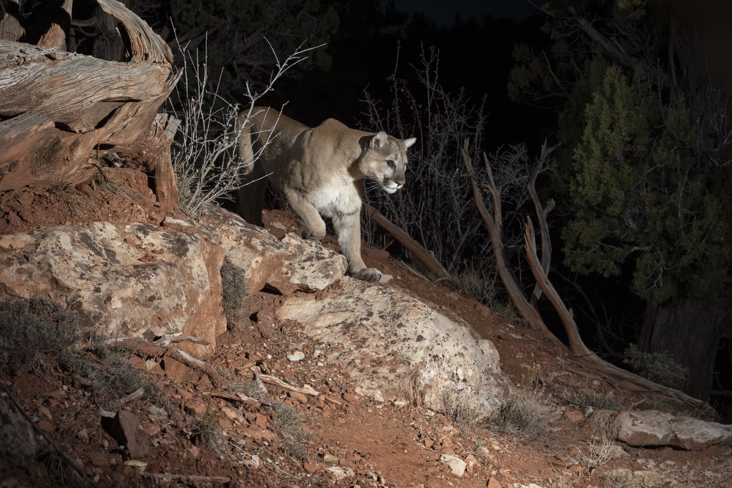Lion coming from behind mountain rocks at night