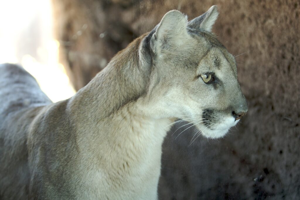 Lion Body Side Natural Desert